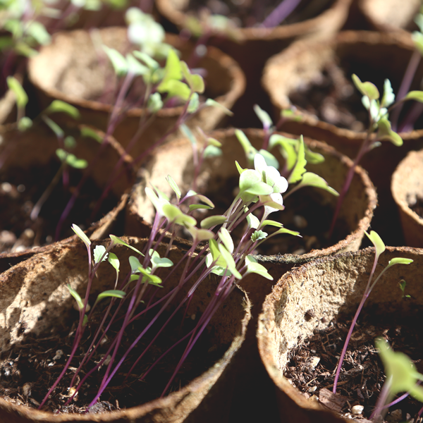 Bild der Aktivität - Garten und grün